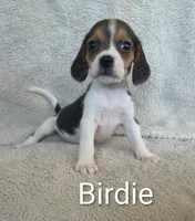 Birdie , a female Beagle for sale in Kansas City, KS – 2 of 3