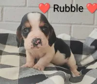 AKC Rubble, a male Basset Hound for sale in Kansas City, KS – Photo 3 of 6