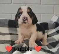 AKC Rubble, a male Basset Hound for sale in Kansas City, KS – Photo 4 of 6