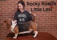 AKC Rubble, a male Basset Hound for sale in Kansas City, KS – Photo 5 of 6