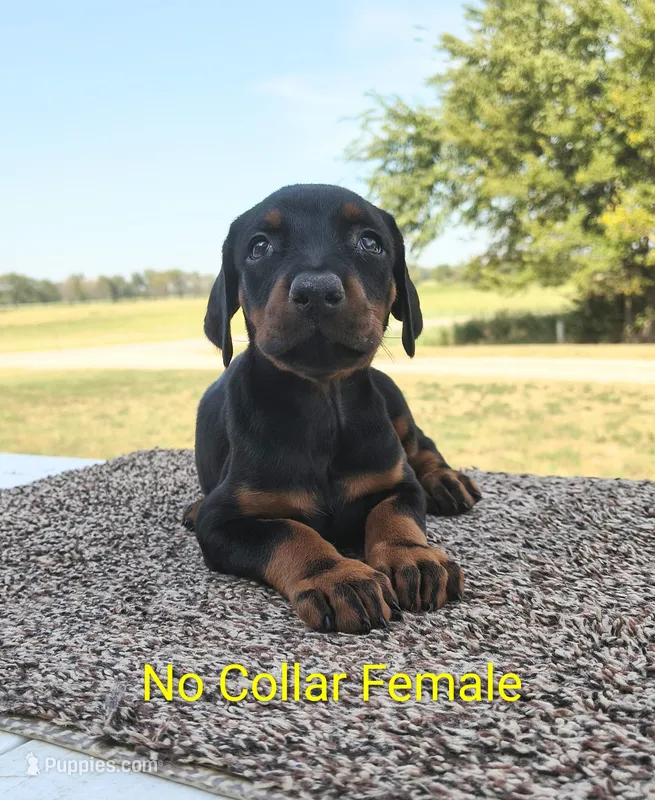 European No Collar Female – Doberman Pinscher puppy for sale in Kansas City, KS