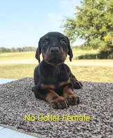 European No Collar Female, a female Doberman Pinscher for sale in Kansas City, KS – 1 of 7