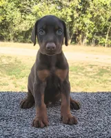 European Red male, a male Doberman Pinscher for sale in Kansas City, KS – 2 of 6