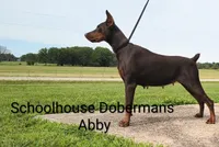 European Male 3, a male Doberman Pinscher for sale in Kansas City, KS – 4 of 4