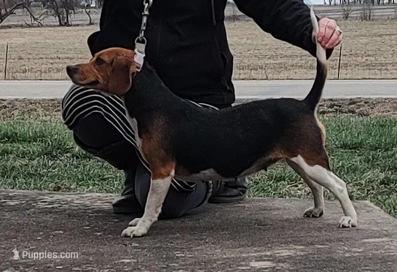AKC Echo  – Beagle puppy for sale in Kansas City, KS