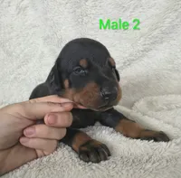 European Male 2 , a male Doberman Pinscher for sale in Kansas City, KS – 2 of 4