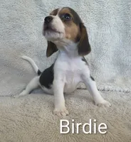 Birdie , a female Beagle for sale in Kansas City, KS – 3 of 3