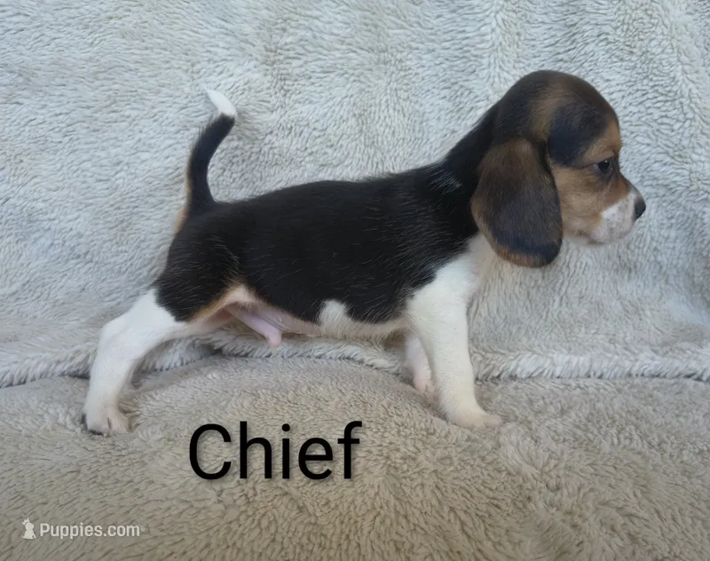 Chief  – Beagle puppy for sale in Kansas City, KS