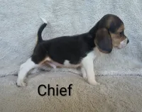 Chief , a male Beagle for sale in Kansas City, KS – 1 of 2