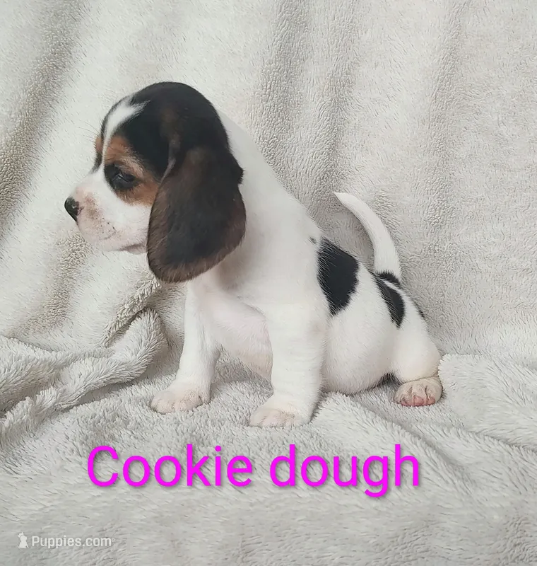 Cookie dough