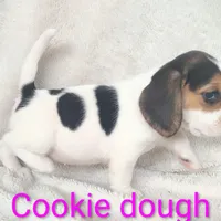 Cookie dough, a female Beagle for sale in Kansas City, KS – Photo 4 of 4