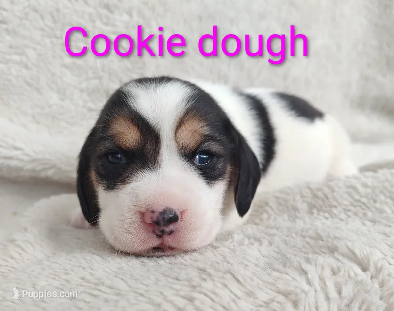 Cookie dough
