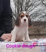 Cookie dough, a female Beagle for sale in Kansas City, KS – Photo 2 of 6