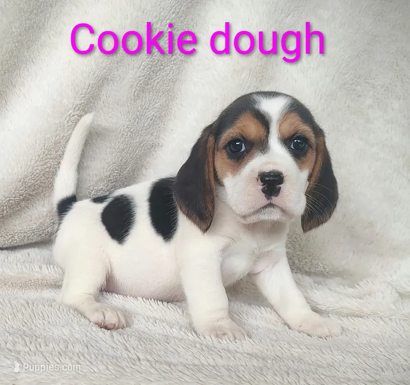 Cookie dough