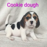 Cookie dough, a female Beagle for sale in Kansas City, KS – Photo 1 of 4
