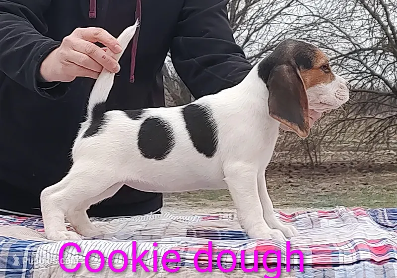 Cookie dough – Beagle puppy for sale in Kansas City, KS