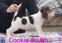 Cookie dough, a female Beagle for sale in Kansas City, KS – Photo 1 of 6