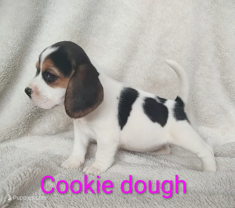Cookie dough