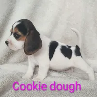 Cookie dough, a female Beagle for sale in Kansas City, KS – Photo 2 of 4