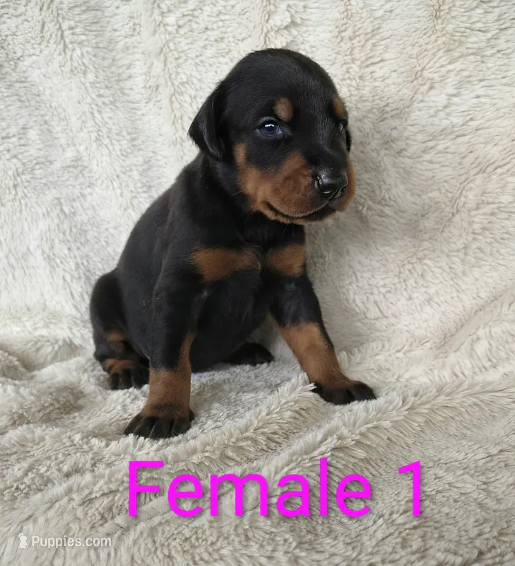 European Female 1 – Doberman Pinscher puppy for sale in Kansas City, KS