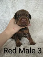 European Male 3, a male Doberman Pinscher for sale in Kansas City, KS – 2 of 4