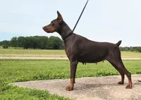 European No Collar Female, a female Doberman Pinscher for sale in Kansas City, KS – 6 of 7