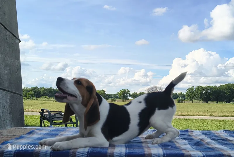 Cowgirl – Beagle puppy for sale in Kansas City, KS