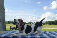 Cowgirl, a female Beagle for sale in Kansas City, KS – 1 of 5