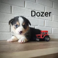 Dozer, a male Australian Cattle Dog and Pembroke Welsh Corgi for sale in Kansas City, KS – 3 of 6