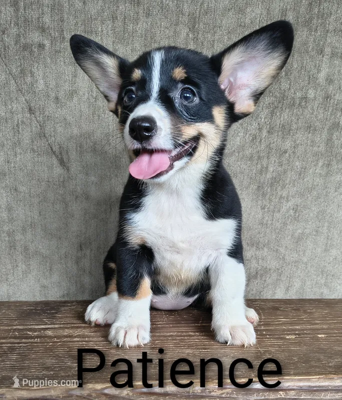 Patience  – Australian Cattle Dog, Pembroke Welsh Corgi puppy for sale in Kansas City, KS
