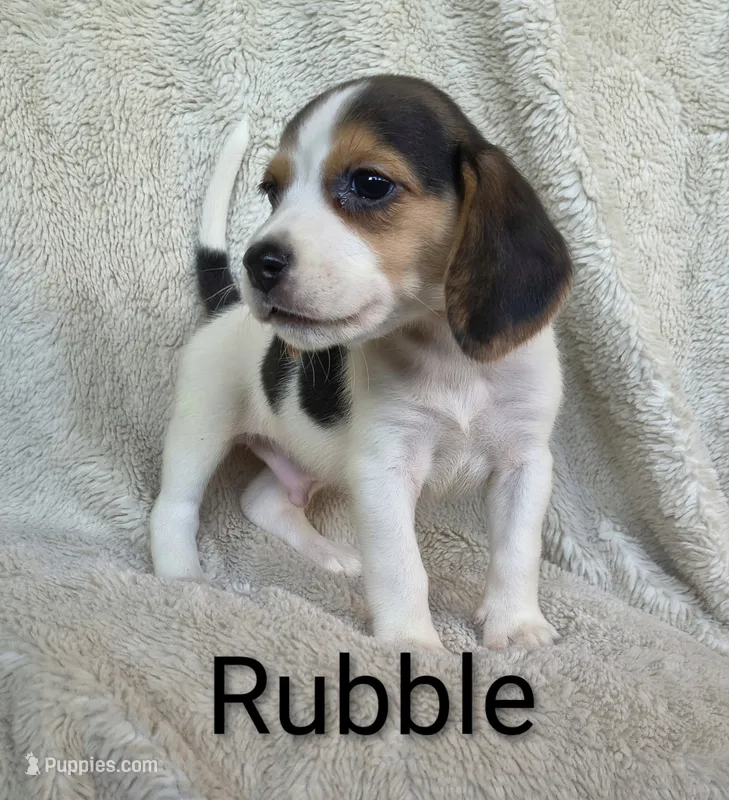 Rubble  – Beagle puppy for sale in Kansas City, KS