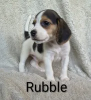 Rubble , a male Beagle for sale in Kansas City, KS – 1 of 4