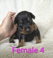 European Female 4, a female Doberman Pinscher for sale in Kansas City, KS – 2 of 5