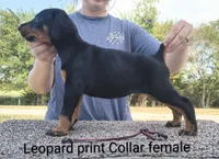European Leopard print collar female , a female Doberman Pinscher for sale in Kansas City, KS – 2 of 5