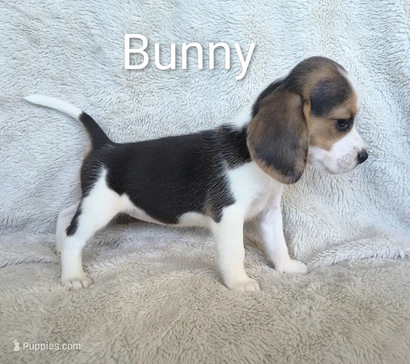 Bunny – Beagle puppy for sale in Kansas City, KS