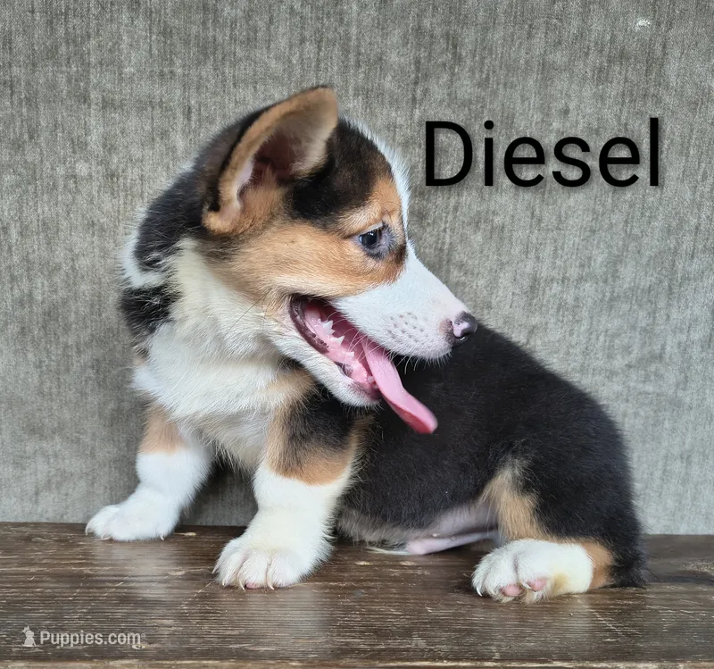Diesel – Australian Cattle Dog, Pembroke Welsh Corgi puppy for sale in Kansas City, KS
