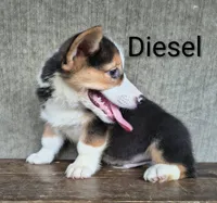 Diesel, a male Australian Cattle Dog and Pembroke Welsh Corgi for sale in Kansas City, KS – 1 of 5