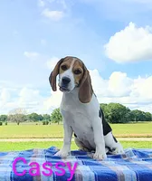 Cassy, a female Beagle for sale in Kansas City, KS – 2 of 3