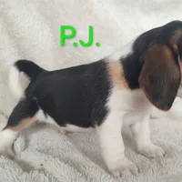 P.J., a male Beagle for sale in Kansas City, KS – Photo 5 of 6