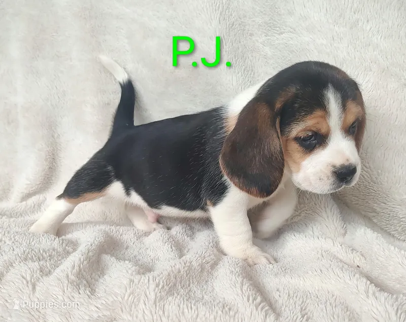 P.J. – Beagle puppy for sale in Kansas City, KS
