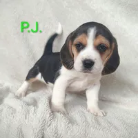 P.J., a male Beagle for sale in Kansas City, KS – Photo 6 of 6
