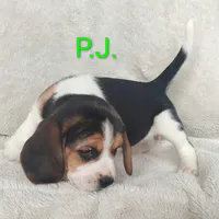 P.J., a male Beagle for sale in Kansas City, KS – Photo 4 of 6