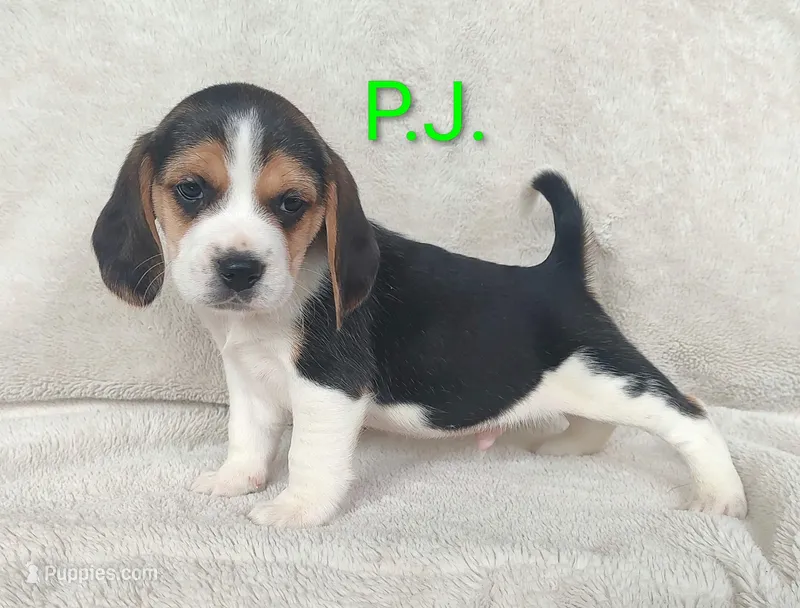 P.J.