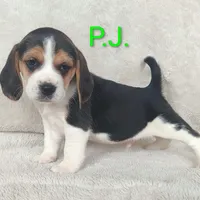 P.J., a male Beagle for sale in Kansas City, KS – Photo 3 of 6