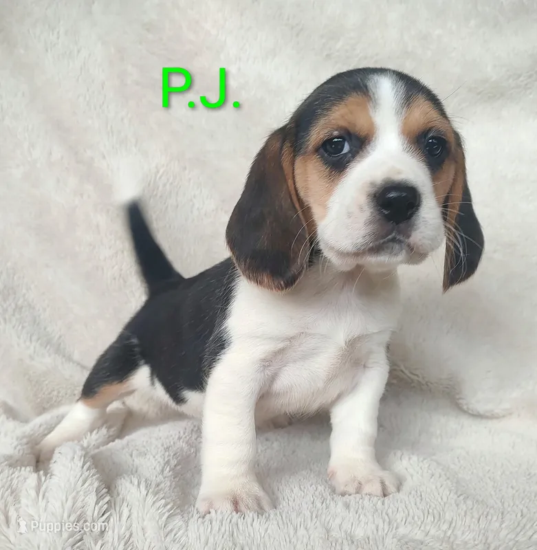 P.J.