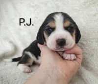 processed/cacec7ae-616a-4375-af71-413022c24a8d/listing/7755b3f0-a8a0-478f-99cf-2f7a39095a9c/d0dd6d42-9098-4f65-902a-d12c922e8b4d