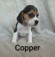 Copper, a male Beagle for sale in Kansas City, KS – 3 of 3