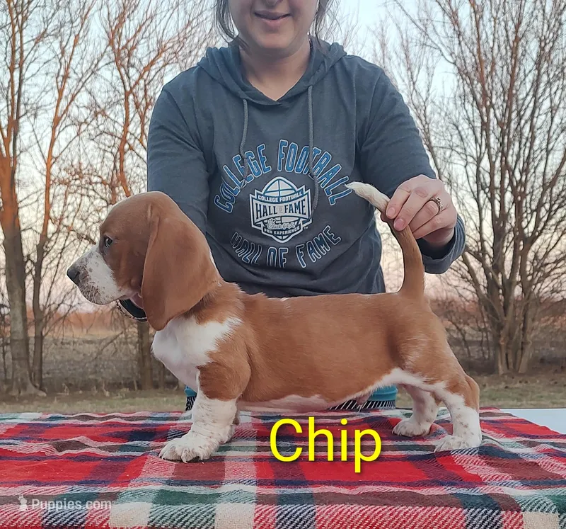 AKC Chip