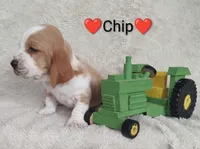 AKC Chip, a male Basset Hound for sale in Kansas City, KS – Photo 4 of 7