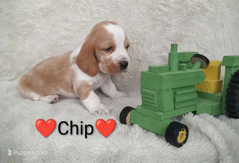 AKC Chip